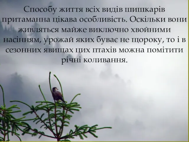 Способу життя всіх видів шишкарів притаманна цікава особливість. Оскільки вони