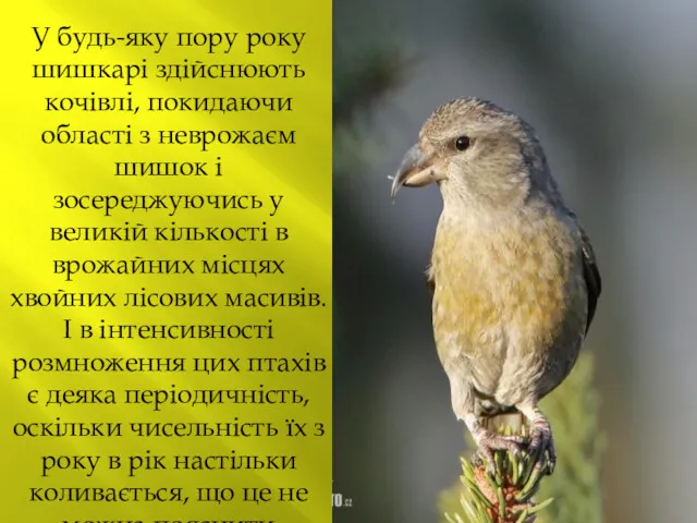 У будь-яку пору року шишкарі здійснюють кочівлі, покидаючи області з