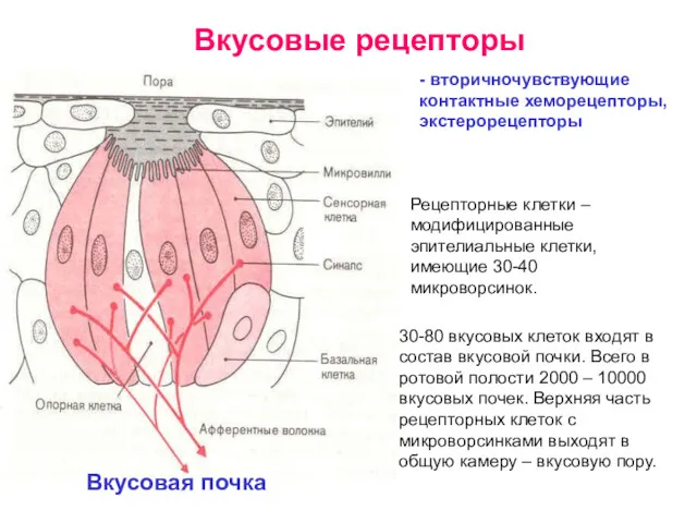 Вкусовые рецепторы - вторичночувствующие контактные хеморецепторы, экстерорецепторы Рецепторные клетки –