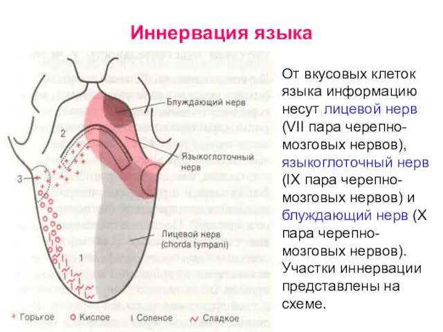 Иннервация языка От вкусовых клеток языка информацию несут лицевой нерв