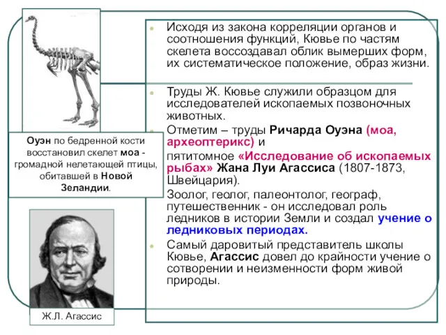 Исходя из закона корреляции органов и соотношения функций, Кювье по