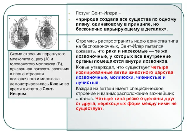 Лозунг Сент-Илера – «природа создала все существа по одному плану,