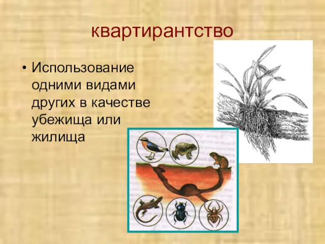 квартирантство Использование одними видами других в качестве убежища или жилища