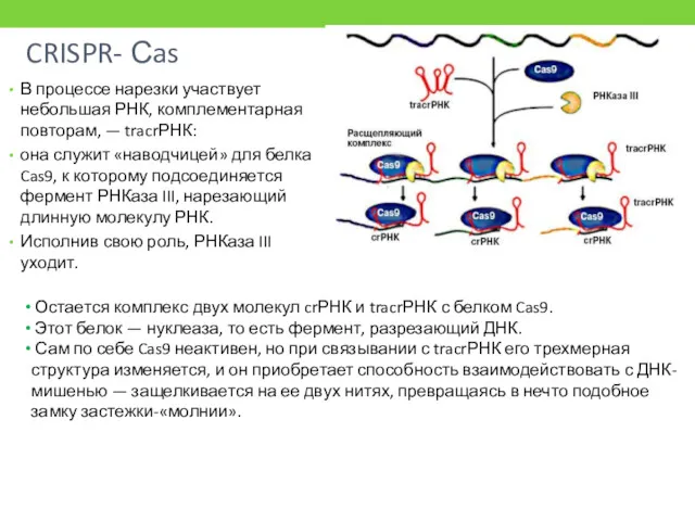 CRISPR- Сas В процессе нарезки участвует небольшая РНК, комплементарная повторам,