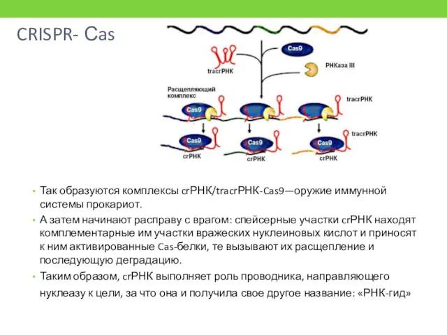 CRISPR- Сas Так образуются комплексы crРНК/tracrРНК-Cas9—оружие иммунной системы прокариот. А