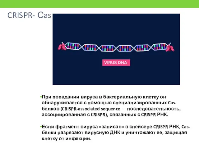 CRISPR- Сas При попадании вируса в бактериальную клетку он обнаруживается