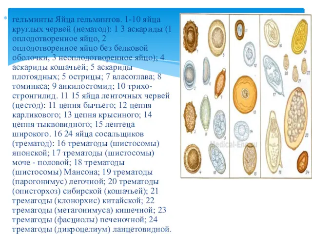 гельминты Яйца гельминтов. 1-10 яйца круглых червей (нематод): 1 3