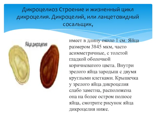 Дикроцелиоз Строение и жизненный цикл дикроцелия. Дикроцелий, или ланцетовидный сосальщик,