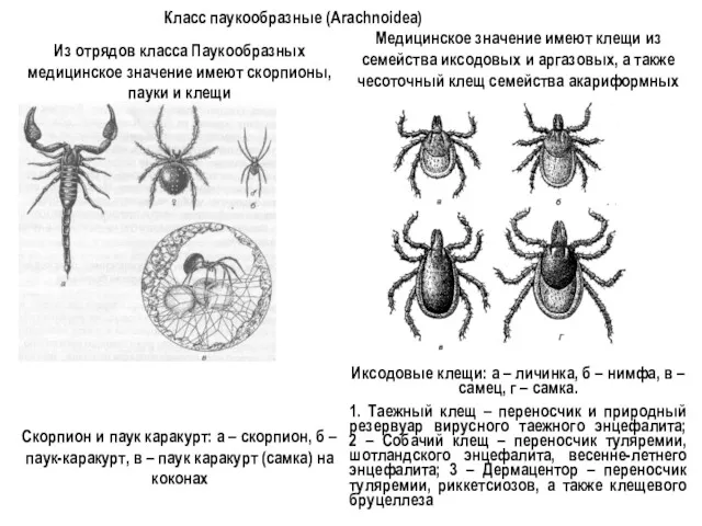 Класс паукообразные (Arachnoidea) Из отрядов класса Паукообразных медицинское значение имеют