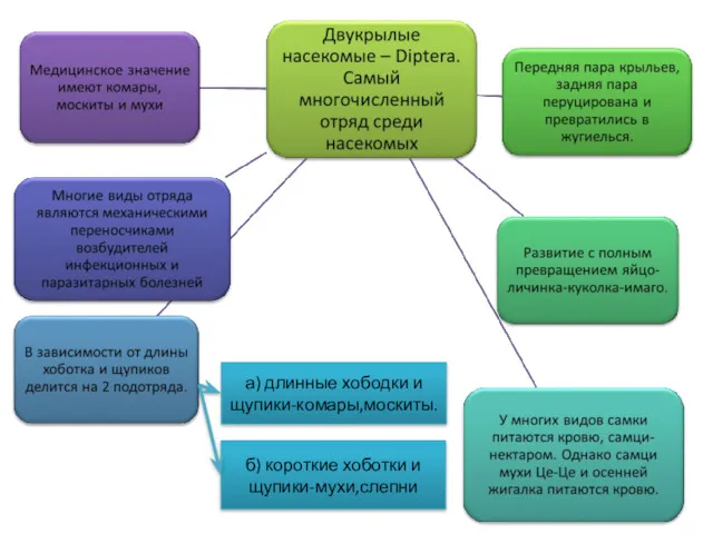 а) длинные хободки и щупики-комары,москиты. б) короткие хоботки и щупики-мухи,слепни