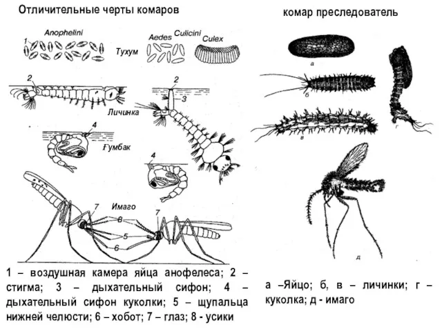 Отличительные черты комаров комар преследователь Тухум Личинка Ғумбак Имаго 1