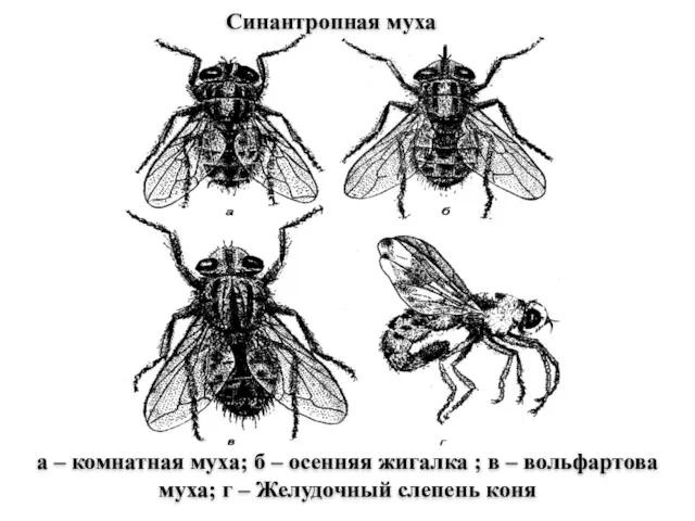 Синантропная муха а – комнатная муха; б – осенняя жигалка