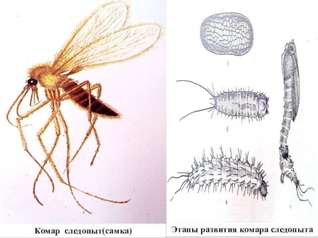 Комар следопыт(самка) Этапы развития комара следопыта