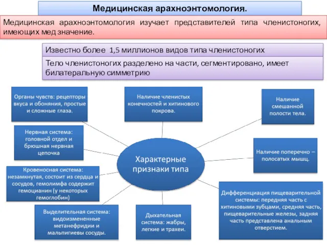 Медицинская арахноэнтомология. Медицинская арахноэнтомология изучает представителей типа членистоногих, имеющих мед