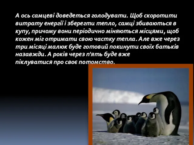 А ось самцеві доведеться голодувати. Щоб скоротити витрату енергії і