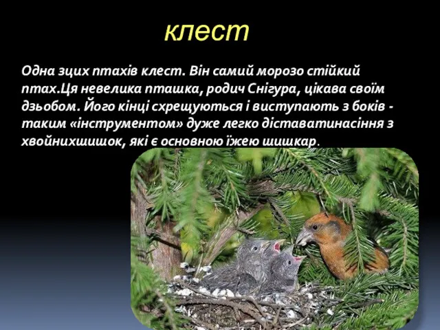 клест Одна зцих птахів клест. Він самий морозо стійкий птах.Ця