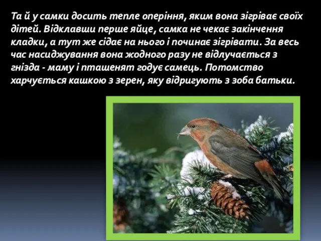 Та й у самки досить тепле оперіння, яким вона зігріває