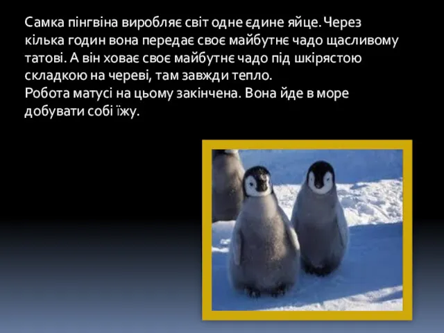 Самка пінгвіна виробляє світ одне єдине яйце. Через кілька годин