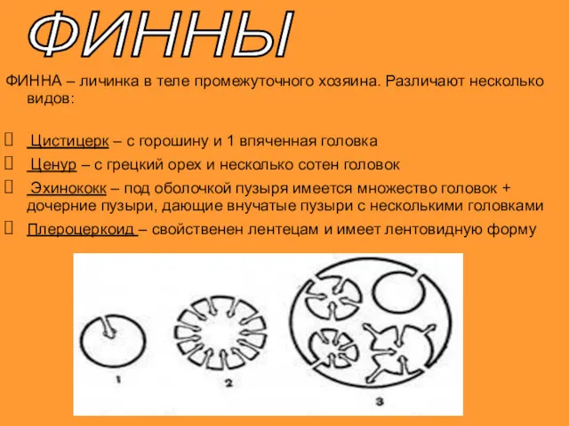 ФИННА – личинка в теле промежуточного хозяина. Различают несколько видов: