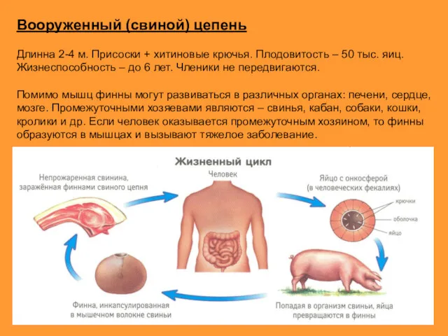 Вооруженный (свиной) цепень Длинна 2-4 м. Присоски + хитиновые крючья.