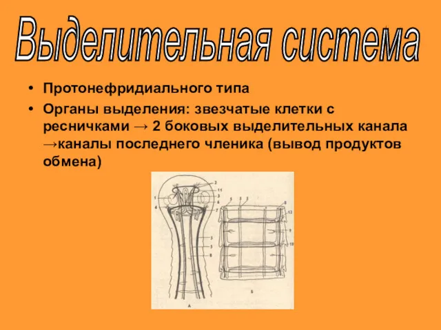 Протонефридиального типа Органы выделения: звезчатые клетки с ресничками → 2