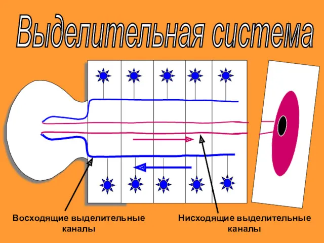 Выделительная система Восходящие выделительные каналы Нисходящие выделительные каналы