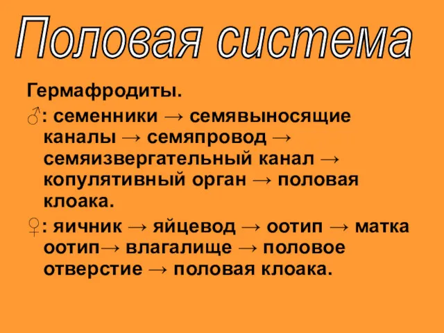 Гермафродиты. ♂: семенники → семявыносящие каналы → семяпровод → семяизвергательный