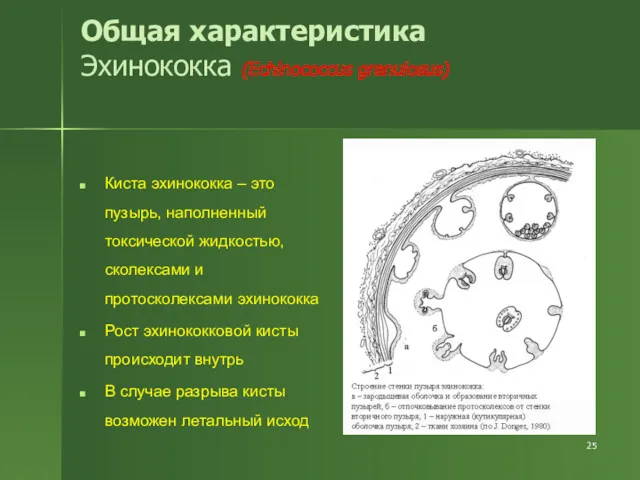 Общая характеристика Эхинококка (Echinococcus granulosus) Киста эхинококка – это пузырь, наполненный токсической жидкостью,