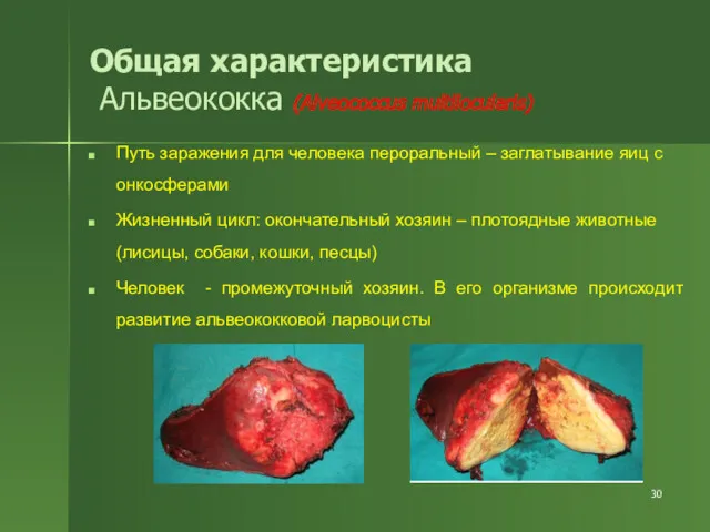 Общая характеристика Альвеококка (Alveococcus multilocularis) Путь заражения для человека пероральный – заглатывание яиц