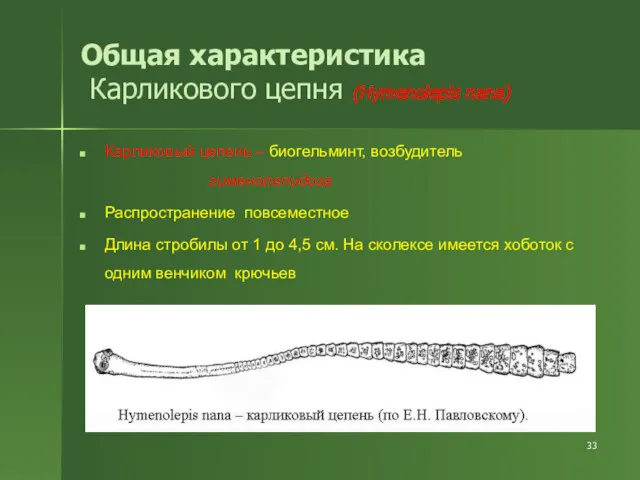 Общая характеристика Карликового цепня (Hymenolepis nana) Карликовый цепень – биогельминт, возбудитель гименолепидоза Распространение
