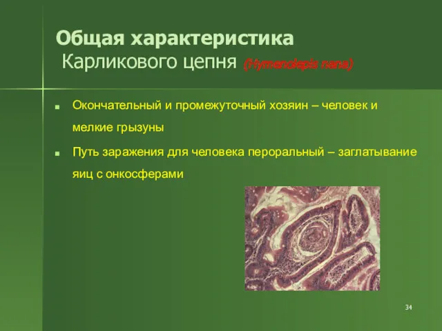 Общая характеристика Карликового цепня (Hymenolepis nana) Окончательный и промежуточный хозяин – человек и