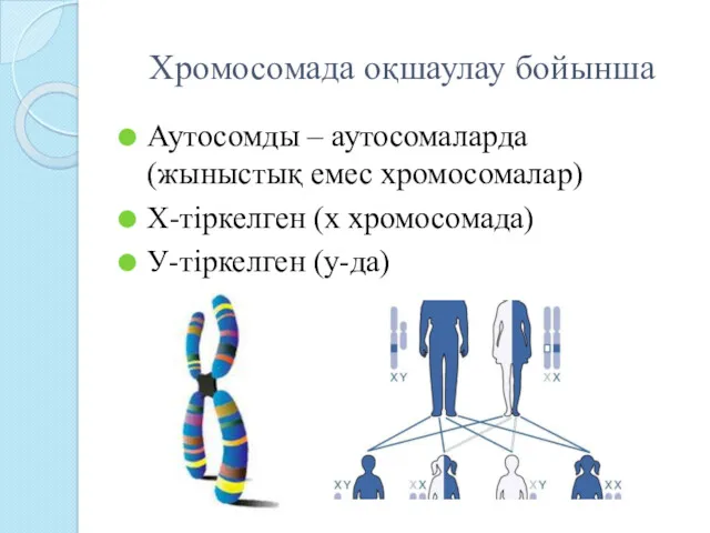 Хромосомада оқшаулау бойынша Аутосомды – аутосомаларда (жыныстық емес хромосомалар) Х-тіркелген (х хромосомада) У-тіркелген (y-да)