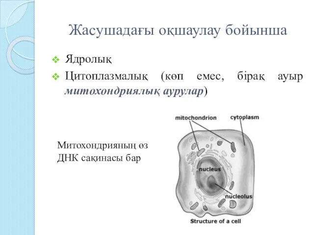 Жасушадағы оқшаулау бойынша Ядролық Цитоплазмалық (көп емес, бірақ ауыр митохондриялық аурулар) Митохондрияның өз ДНК сақинасы бар