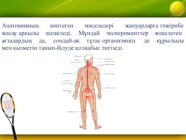 Анатомияның көптеген мәселелері жануарларға тәжірибе жасау арқылы шешіледі. Мұндай эксперименттер жекелеген ағзалардың да,