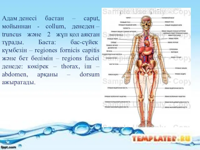 Адам денесі бастан – caput, мойыннан - collum, денеден – truncus және 2