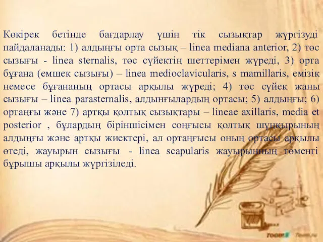 Көкірек бетінде бағдарлау үшін тік сызықтар жүргізуді пайдаланады: 1) алдыңғы орта сызық –