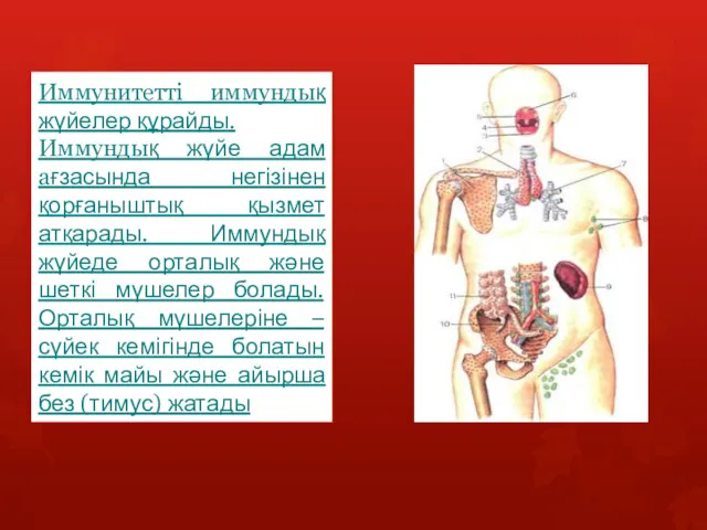 Иммунитетті иммундық жүйелер құрайды. Иммундық жүйе адам ағзасында негізінен қорғаныштық қызмет атқарады. Иммундық