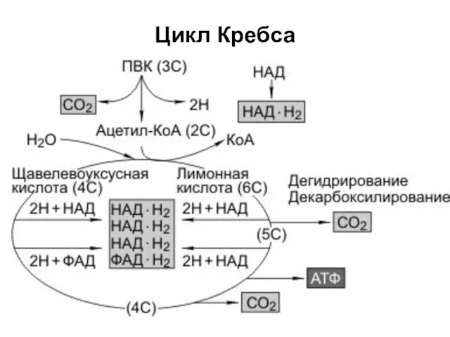 Цикл Кребса