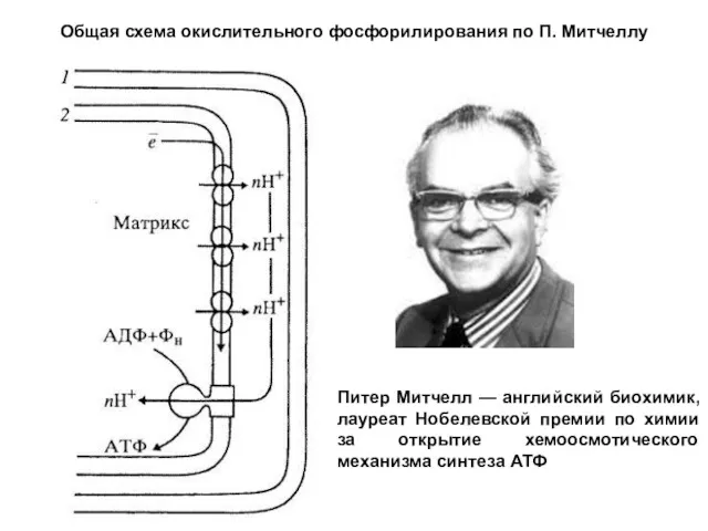 Общая схема окислительного фосфорилирования по П. Митчеллу Питер Митчелл —