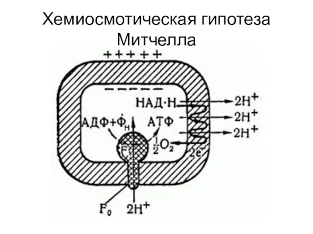 Хемиосмотическая гипотеза Митчелла