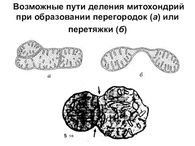 Возможные пути деления митохондрий при образовании перегородок (а) или перетяжки (б)