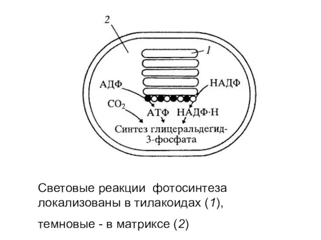 Световые реакции фотосинтеза локализованы в тилакоидах (1), темновые - в матриксе (2)