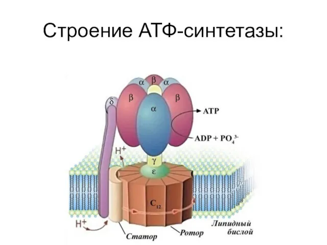 Строение АТФ-синтетазы: