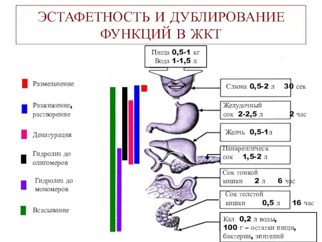 ЭСТАФЕТНОСТЬ И ДУБЛИРОВАНИЕ ФУНКЦИЙ В ЖКТ Размельчение Разжижение, растворение Денатурация