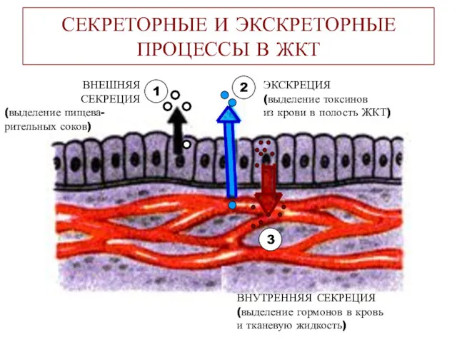 СЕКРЕТОРНЫЕ И ЭКСКРЕТОРНЫЕ ПРОЦЕССЫ В ЖКТ 3 2 1 ВНЕШНЯЯ