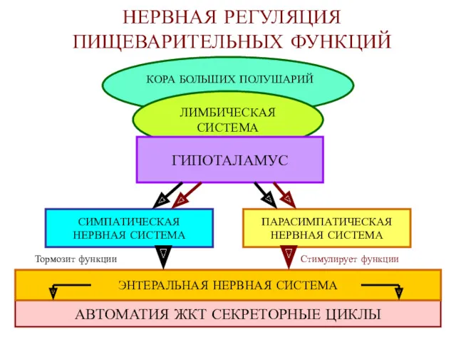 НЕРВНАЯ РЕГУЛЯЦИЯ ПИЩЕВАРИТЕЛЬНЫХ ФУНКЦИЙ АВТОМАТИЯ ЖКТ СЕКРЕТОРНЫЕ ЦИКЛЫ ЭНТЕРАЛЬНАЯ НЕРВНАЯ