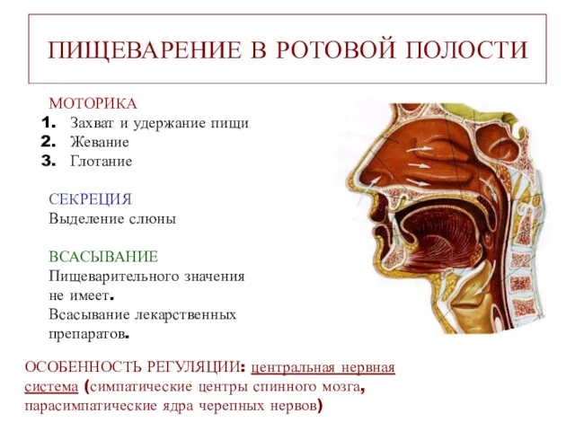 ПИЩЕВАРЕНИЕ В РОТОВОЙ ПОЛОСТИ МОТОРИКА Захват и удержание пищи Жевание