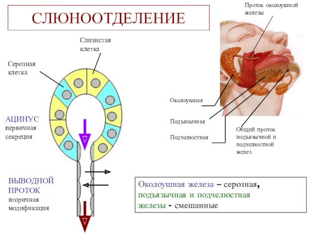 СЛЮНООТДЕЛЕНИЕ Проток околоушной железы Околоушная Подъязычная Подчелюстная Общий проток подъязычной