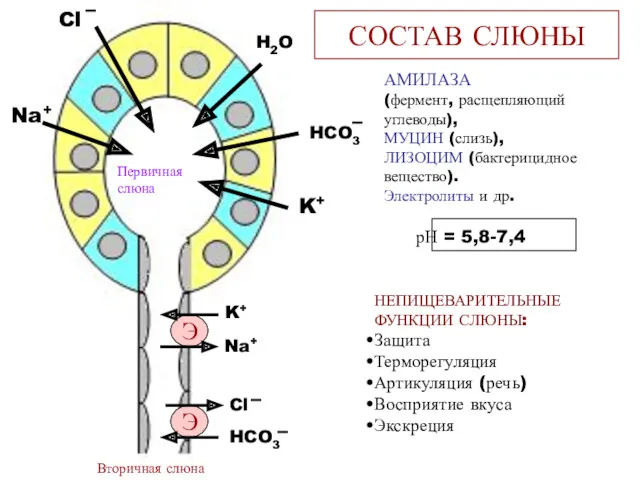 СОСТАВ СЛЮНЫ Э Э Na+ Cl H2O HCO3 K+ K+