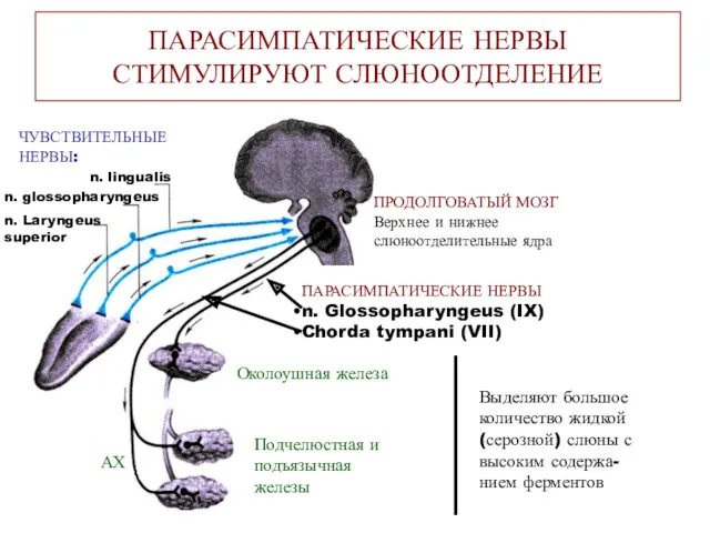 ПАРАСИМПАТИЧЕСКИЕ НЕРВЫ СТИМУЛИРУЮТ СЛЮНООТДЕЛЕНИЕ n. lingualis n. glossopharyngeus n. Laryngeus